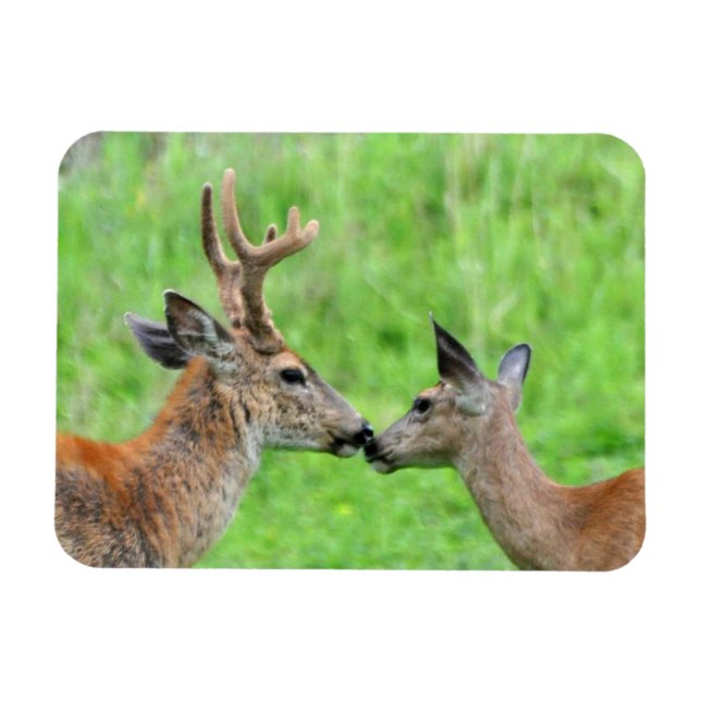 A Pair of Deer Magnet (Horizontal)