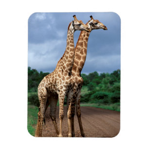A Pair Of Giraffes On Road, Kruger National Magnet