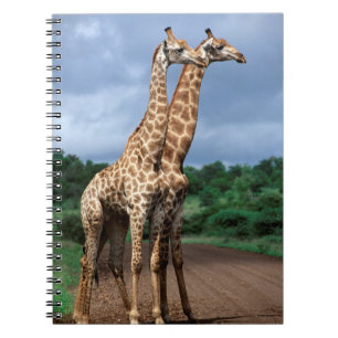 A Pair Of Giraffes On Road, Kruger National Notebook