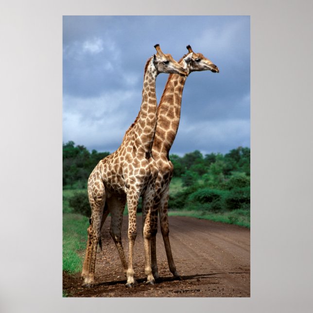 A Pair Of Giraffes On Road, Kruger National Poster (Front)