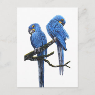 A Pair of Hyacinth Macaws Postcard