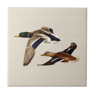 A Pair of Mallard Ducks Tile