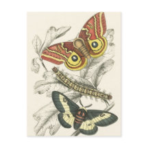 A Pair of Moths Postcards