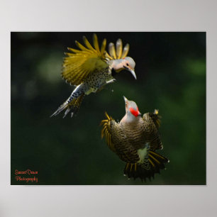 A Pair of Northern Flickers Poster