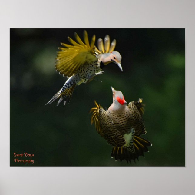 A Pair of Northern Flickers Poster (Front)