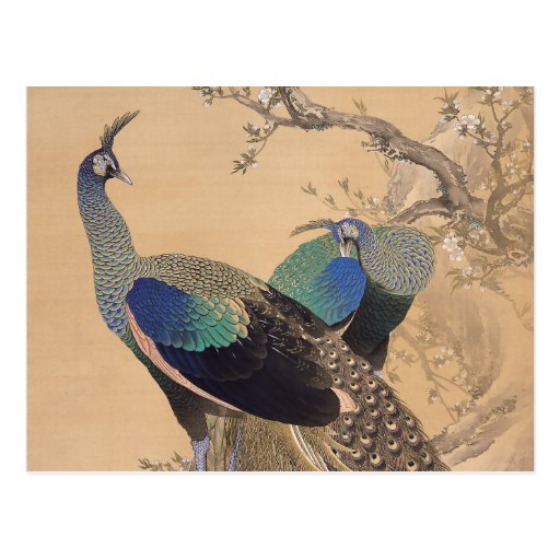 Image of A Pair of Peacocks in Spring by Imao Keinen Postcard