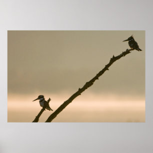 A Pair Of Pied Kingfishers (Ceryle Rudis) Poster