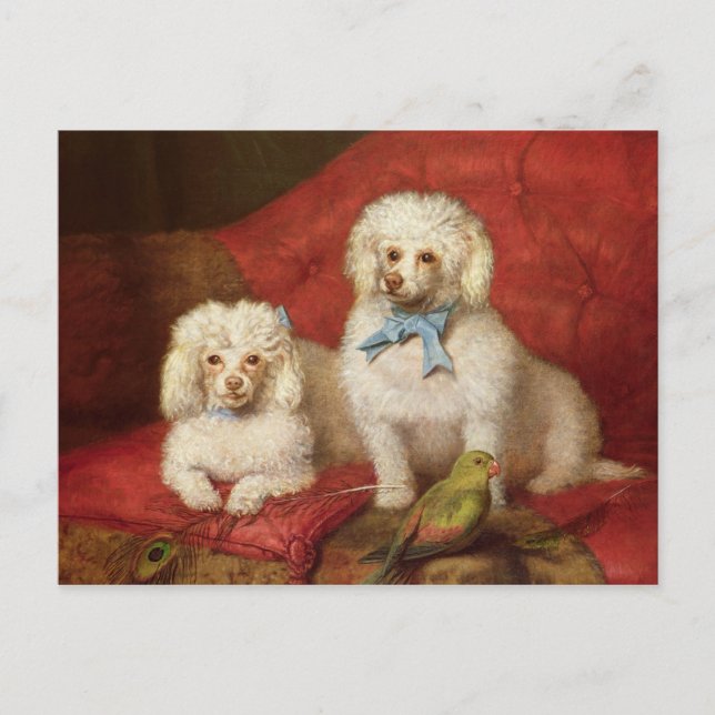 A Pair of Poodles Postcard (Front)