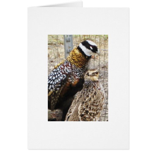 Image of A Pair Of Reeves Pheasants