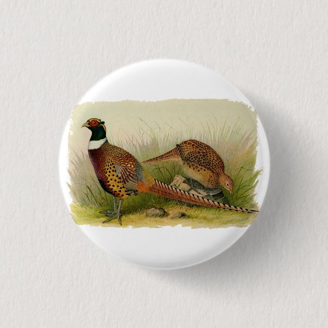 A pair of Ring necked pheasants in a grassy field 3 Cm Round Badge (Front)