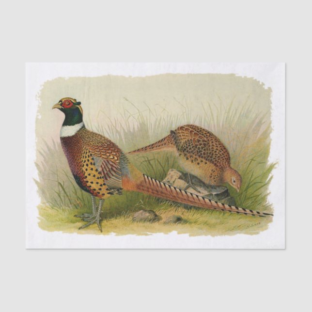 A pair of Ring necked pheasants in a grassy field Tissue Paper (Front)