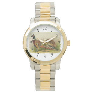 A pair of Ring necked pheasants in a grassy field Watch