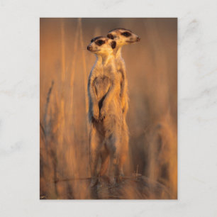 A pair of Suricates standing on a rock at sunset Postcard