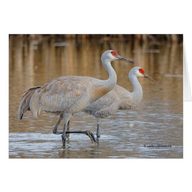 A Pair of Wading Greater Sandhill Cranes (Front Horizontal)
