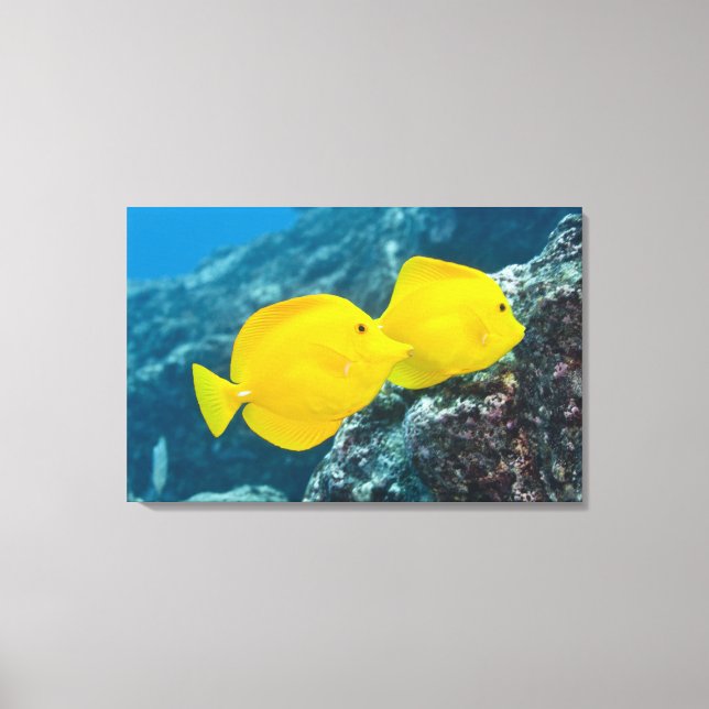 A Pair of Yellow Tangs Canvas Print (Front)