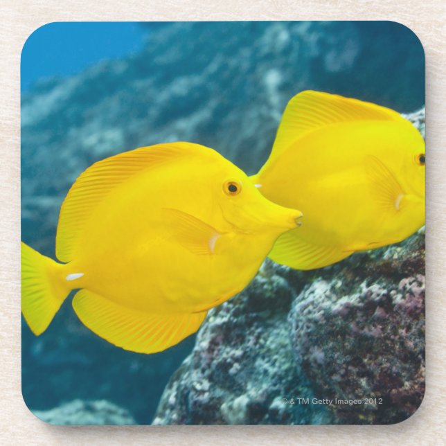 A Pair of Yellow Tangs Coaster (Front)
