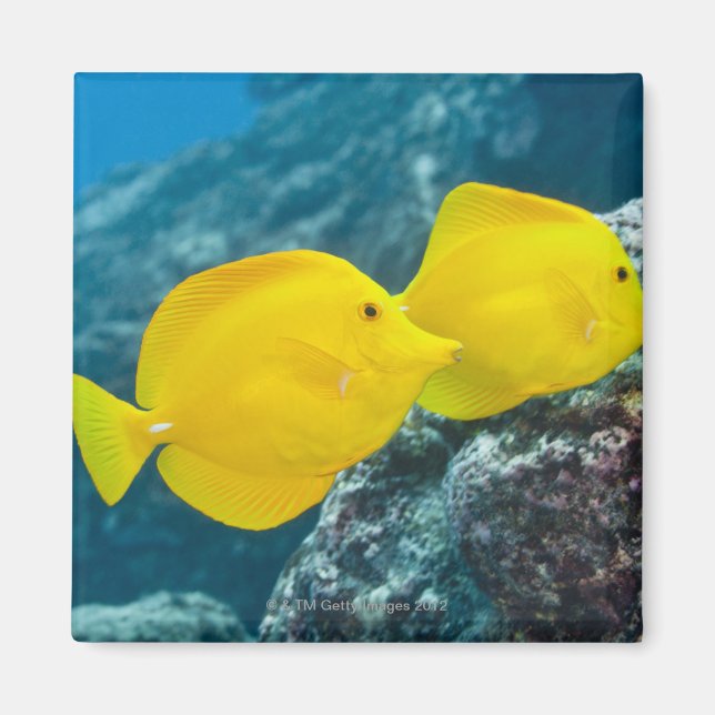 A Pair of Yellow Tangs Magnet (Front)