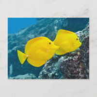 A Pair of Yellow Tangs