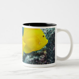 A Pair of Yellow Tangs Two-Tone Coffee Mug