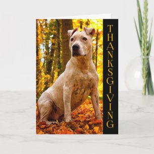 A-PAL -American Staff Dog   Thanksgiving Holiday Card