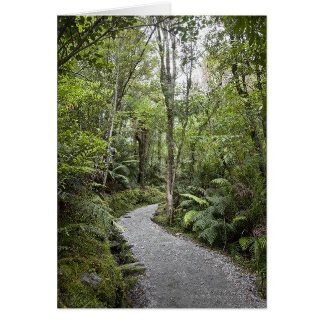A path through a rain forest at the base of (Front)