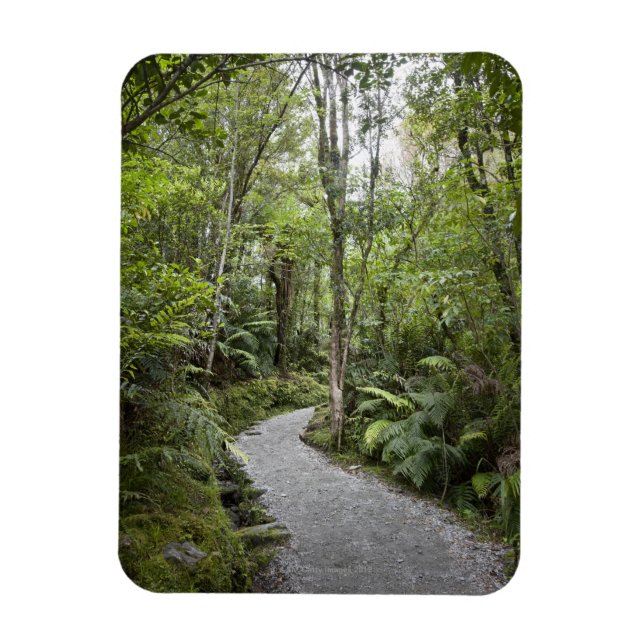 A path through a rain forest at the base of magnet (Vertical)