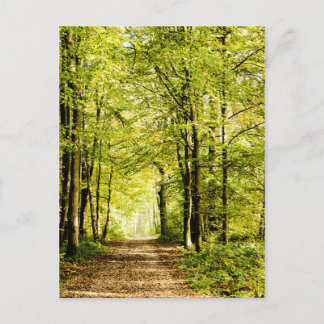 A pathway covered by leaves in a magica forest postcard