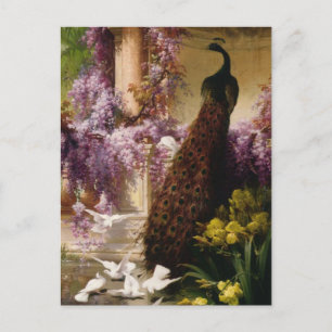 A Peacock and Doves in a Garden Print Postcard