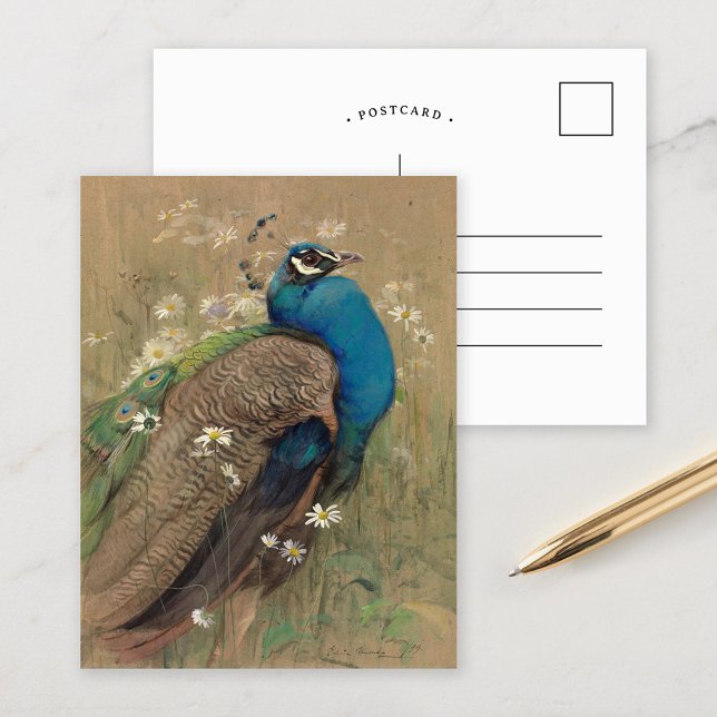 A Peacock and Marguerites | Edwin John Alexander Postcard (Creator Uploaded)