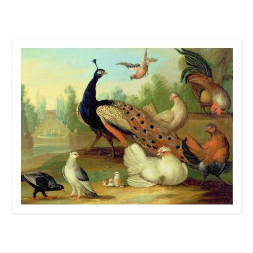 Image of A Peacock, Doves, Chickens and a Jay in a Park Postcard