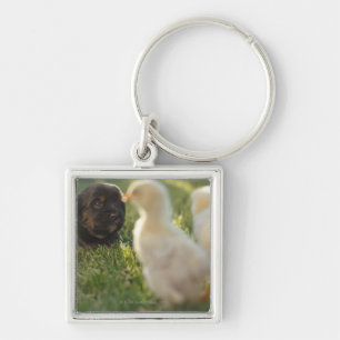 A Pekinese puppy on the grass. Key Ring