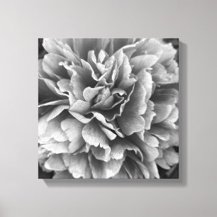 A Peony By Any Other Name Canvas Print