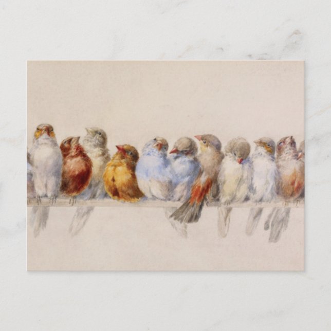 A Perch of Birds Hector Giacomelli 1880 Postcard (Front)