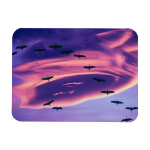 A photo composite of Sandhill cranes in flight Magnet