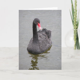 A photo of a Black Swan on a note card