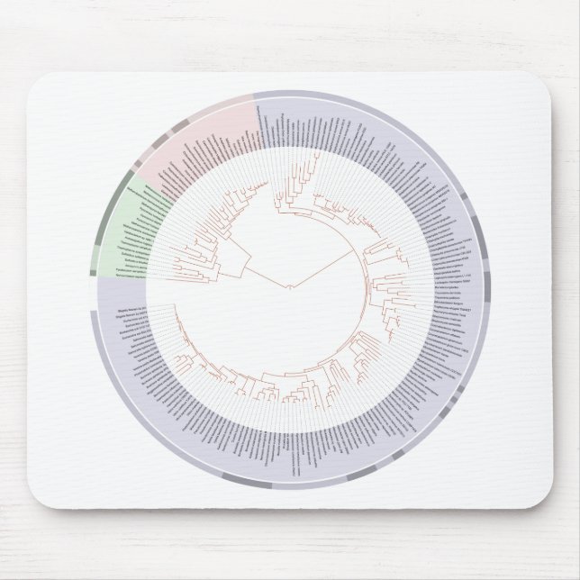 A phylogenetic tree of life Chart Mouse Mat (Front)