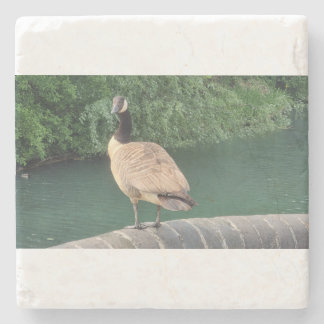 A Picture of a Canada Goose Stone Coaster