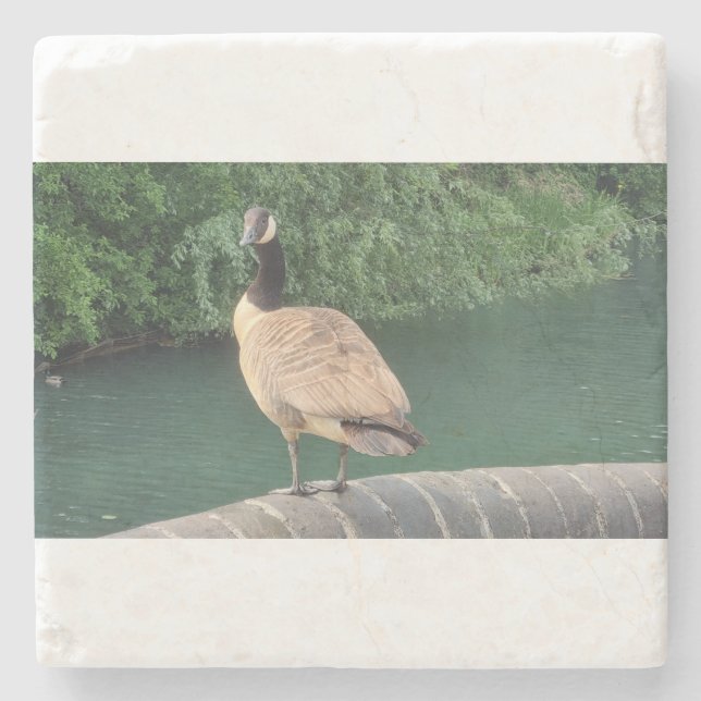 A Picture of a Canada Goose Stone Coaster (Front)