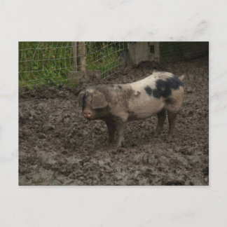 A pig in muck postcard