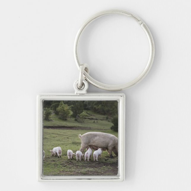 A pig with piglets in a field key ring (Front)