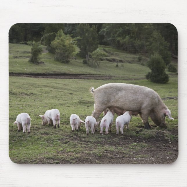 A pig with piglets in a field mouse mat (Front)