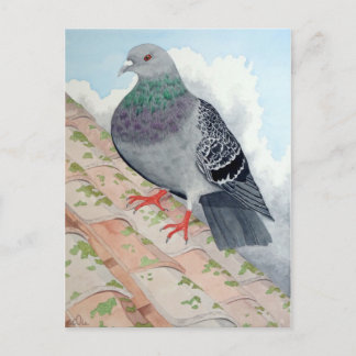 A Pigeon rests on a roof Postcard
