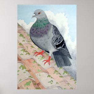 A Pigeon rests on a roof Poster