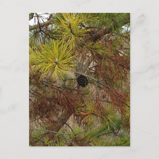 A Pinecone Postcard (Front)