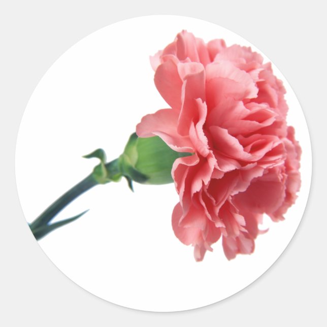 A Pink Carnation sticker (Front)