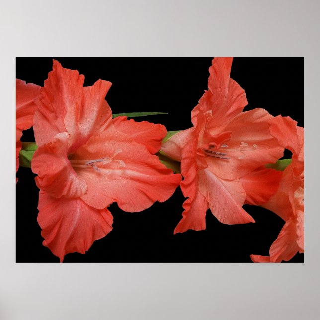 a pink gladiola poster (Front)