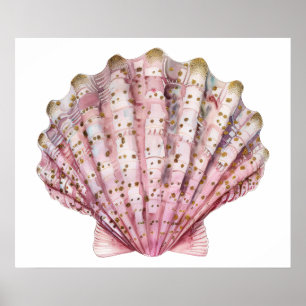 A pink invertebrate seashell poster