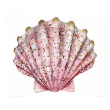 A pink invertebrate seashell 