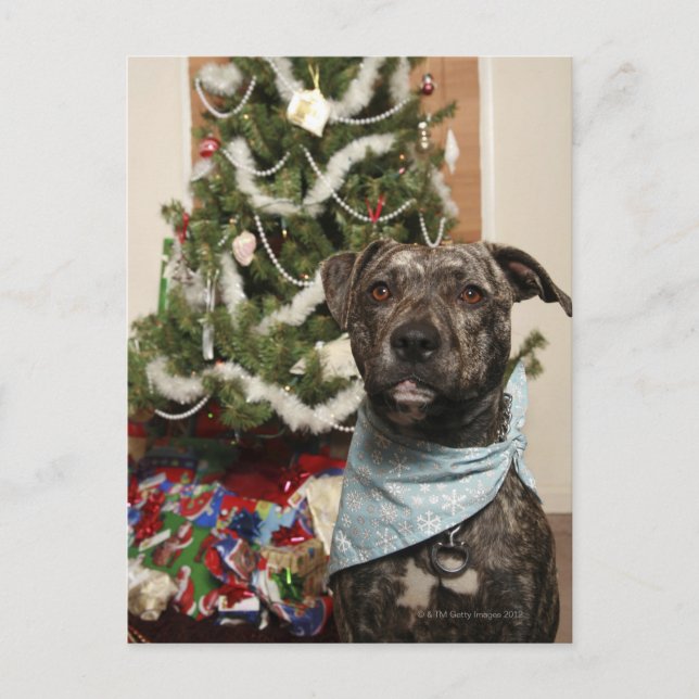 A pit bull posing for a Christmas portrait. Holiday Postcard (Front)