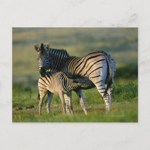 A Plains Zebra feeding her foal, Kwazulu-Natal Postcard